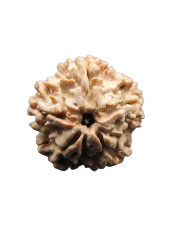 One-Mukhi-Rudraksha