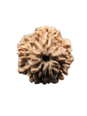 One-Mukhi-Rudraksha