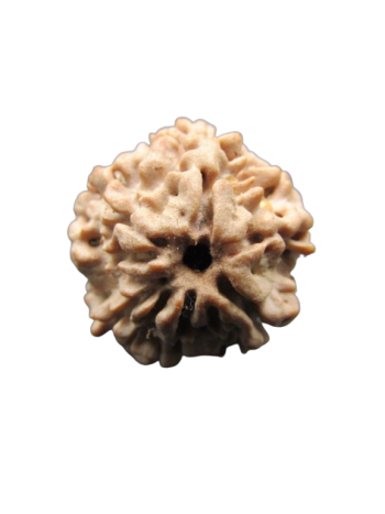 One-Mukhi-Rudraksha