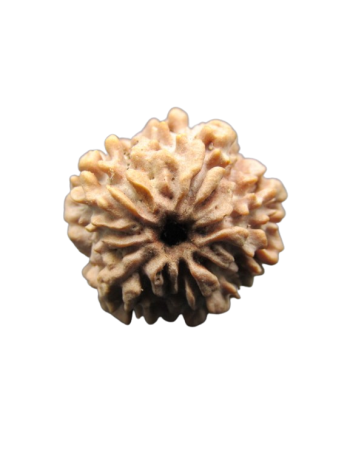 One-Mukhi-Rudraksha