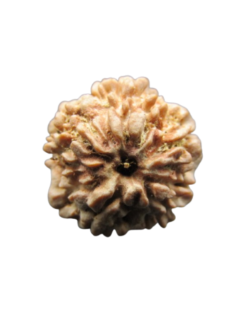2-Mukhi-Rudraksha