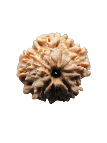 One-Mukhi-Rudraksha
