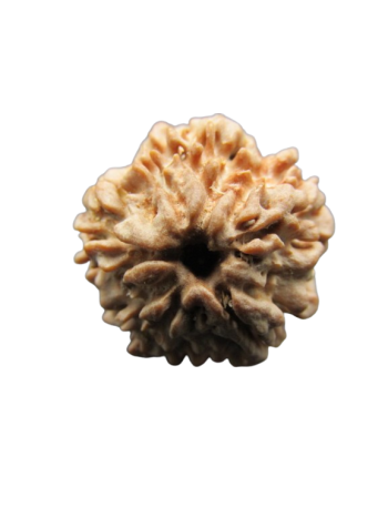 One-Mukhi-Rudraksha