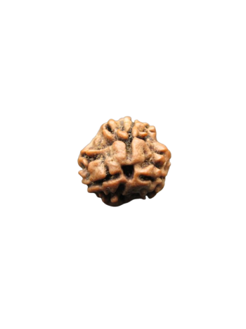 3-Mukhi-Rudraksha
