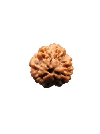 3-Mukhi-Rudraksha
