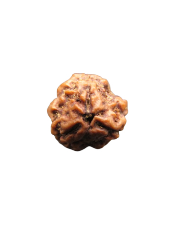 3-Mukhi-Rudraksha