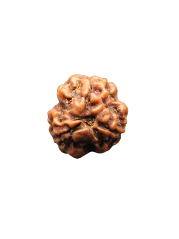 3-Mukhi-Rudraksha
