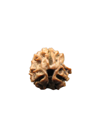 3-Mukhi-Rudraksha