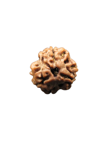 3-Mukhi-Rudraksha