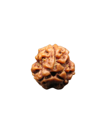 3-Mukhi-Rudraksha