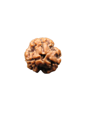 3-Mukhi-Rudraksha