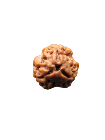 3-Mukhi-Rudraksha