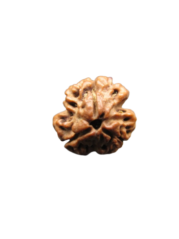 3-Mukhi-Rudraksha