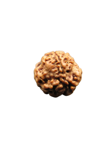 3-Mukhi-Rudraksha