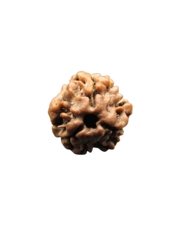 3-Mukhi-Rudraksha