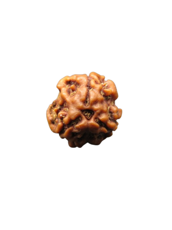 3-Mukhi-Rudraksha