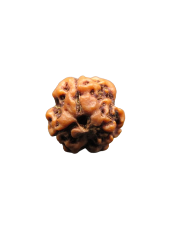 3-Mukhi-Rudraksha