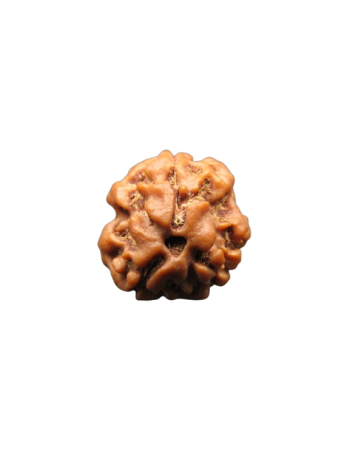 3-Mukhi-Rudraksha