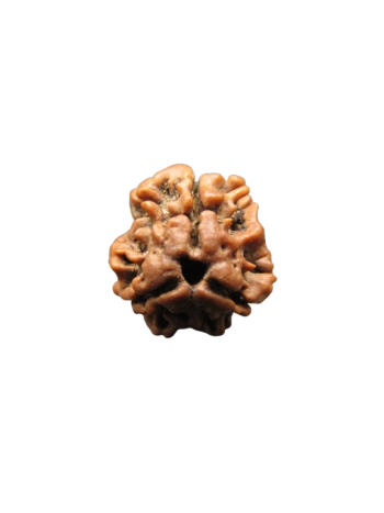 3-Mukhi-Rudraksha
