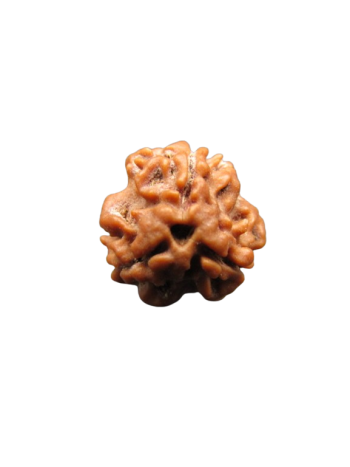 3-Mukhi-Rudraksha