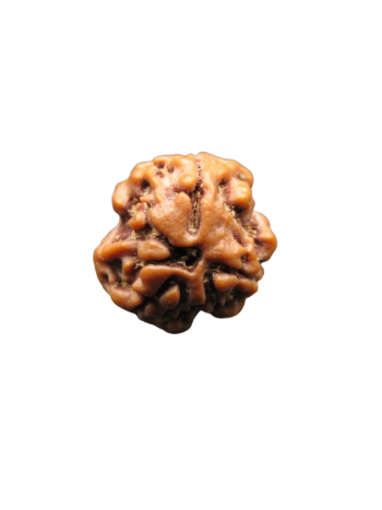 3-Mukhi-Rudraksha