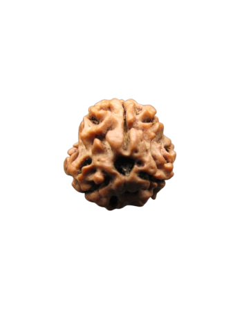 3-Mukhi-Rudraksha