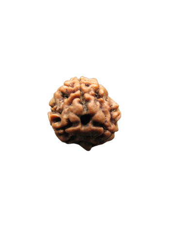 3-Mukhi-Rudraksha