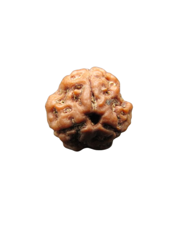 3-Mukhi-Rudraksha