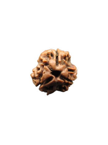 3-Mukhi-Rudraksha