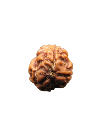 3-Mukhi-Rudraksha
