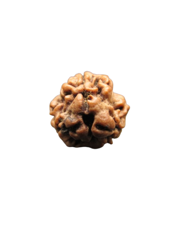 3-Mukhi-Rudraksha