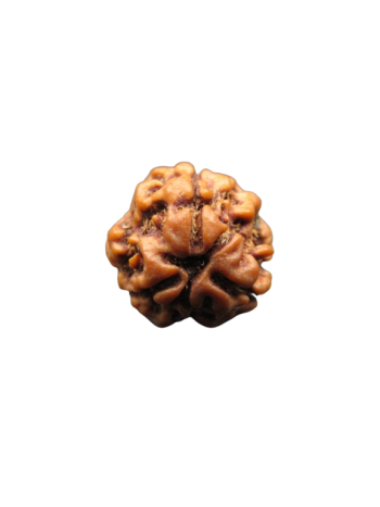3-Mukhi-Rudraksha