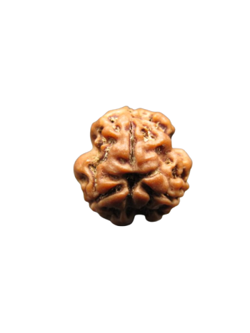 3-Mukhi-Rudraksha