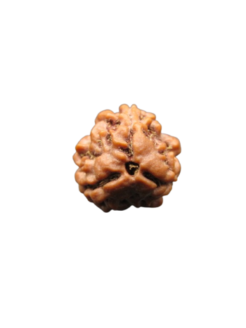 3-Mukhi-Rudraksha