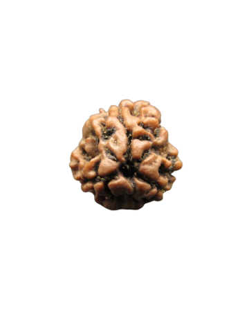 3-Mukhi-Rudraksha