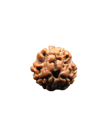 3-Mukhi-Rudraksha