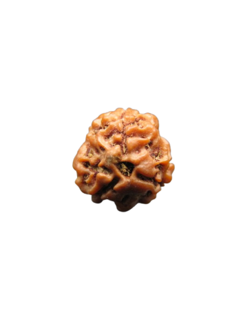 3-Mukhi-Rudraksha