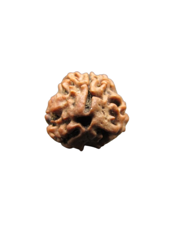 3-Mukhi-Rudraksha