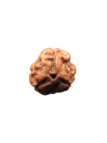 3-Mukhi-Rudraksha