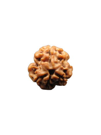 3-Mukhi-Rudraksha
