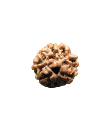 3-Mukhi-Rudraksha