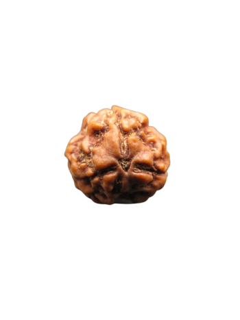 3-Mukhi-Rudraksha