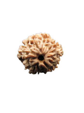 One-Mukhi-Rudraksha
