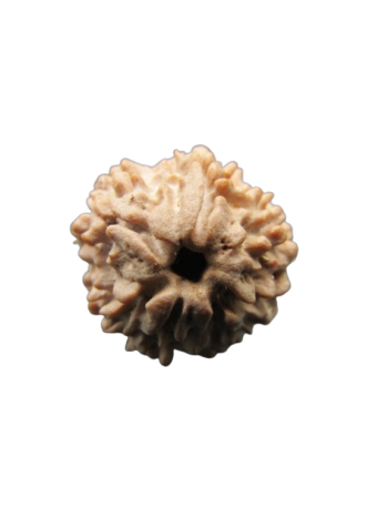 Round Shape / 1 Mukhi Energized Real Rudraksha, Certified Original Bead From Nepal (RU01-010)