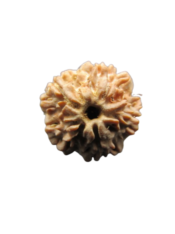 One-Mukhi-Rudraksha