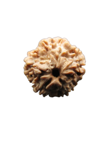 One-Mukhi-Rudraksha