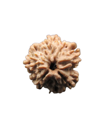 2-Mukhi-Rudraksha
