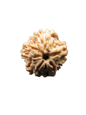One-Mukhi-Rudraksha
