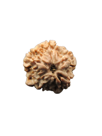 One-Mukhi-Rudraksha