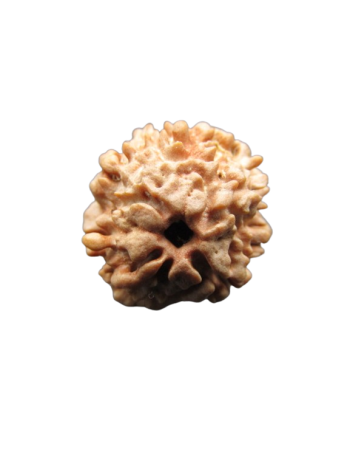 One-Mukhi-Rudraksha